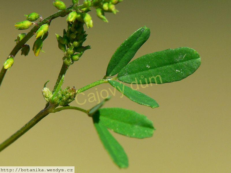 Komonice nať řezaná